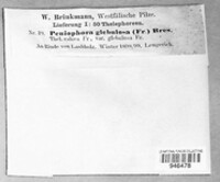 Tubulicrinis glebulosus image